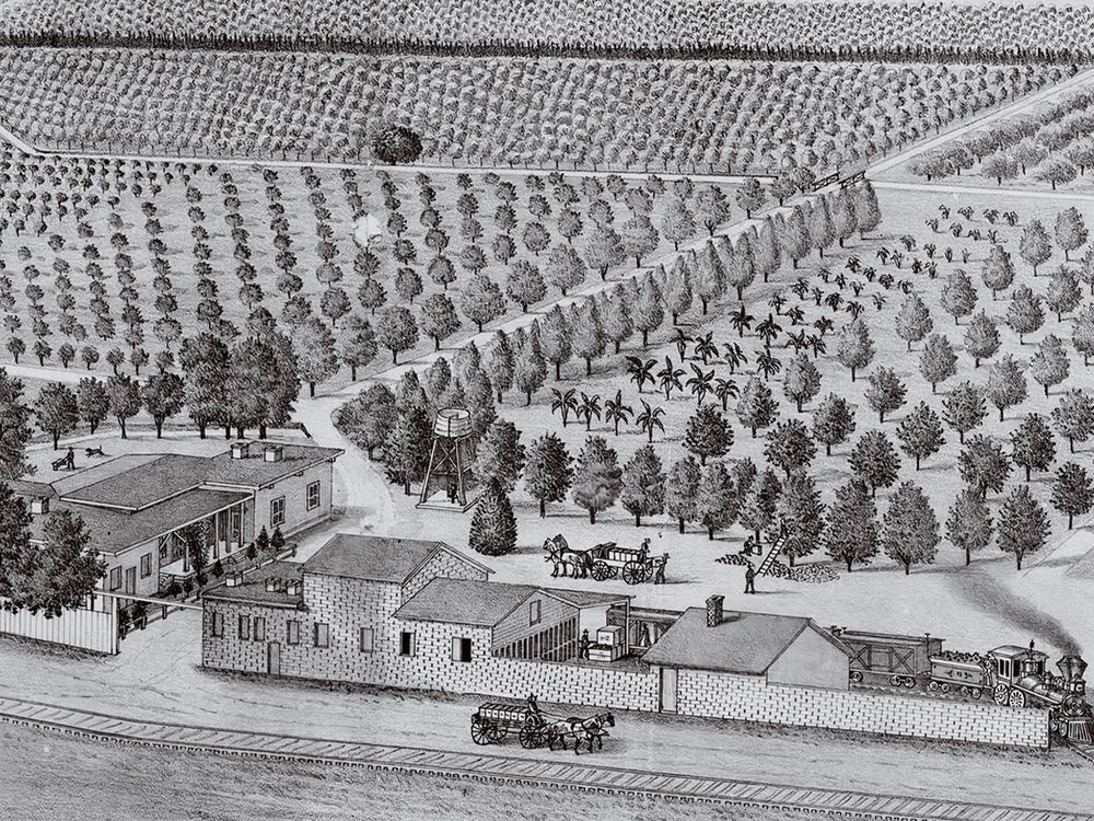 Illustration of Orange and lemon groves