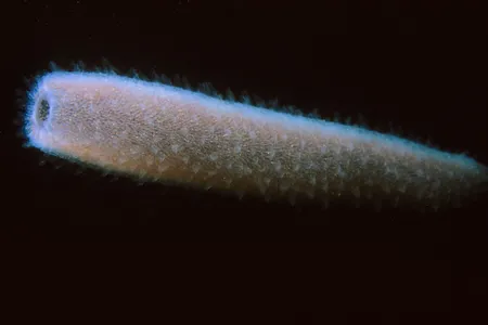 Pyrosoma atlanticum floating off of Santa Cruz Island.