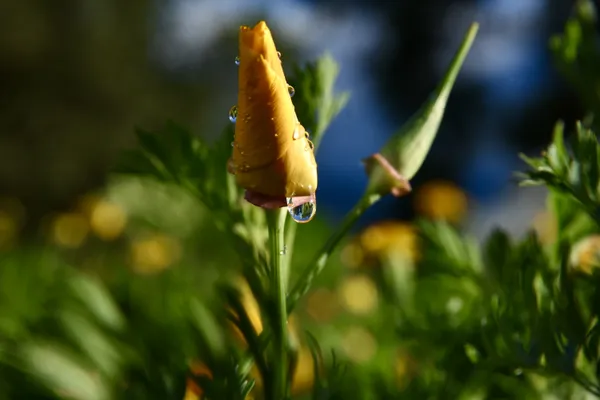 Water droplets on a flower. thumbnail