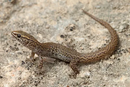 Today&#39;s living night lizards&mdash;like Xantusia vigilis (pictured)&mdash;are descendants of a common ancestor that lived roughly 90 million years ago, well before the Chicxulub asteroid struck Earth 66 million years ago.