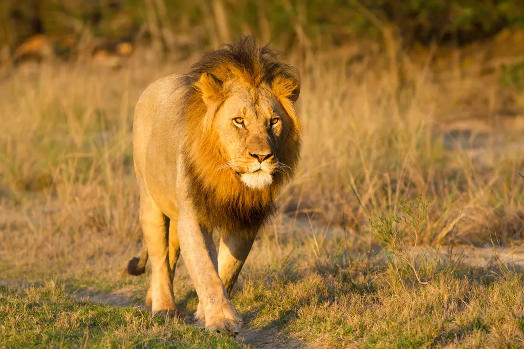 Lion on the prowl