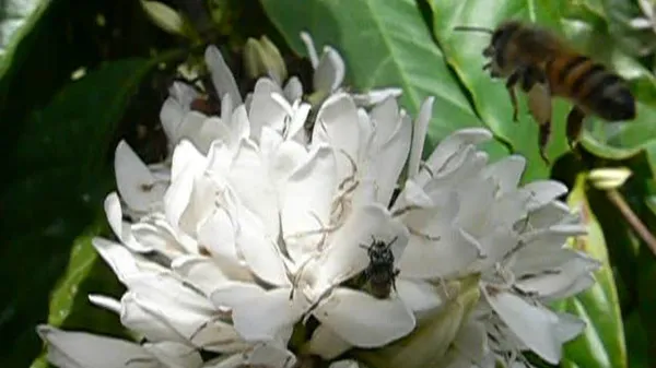 Preview thumbnail for Bees Drink Nectar From a Coffee Flower