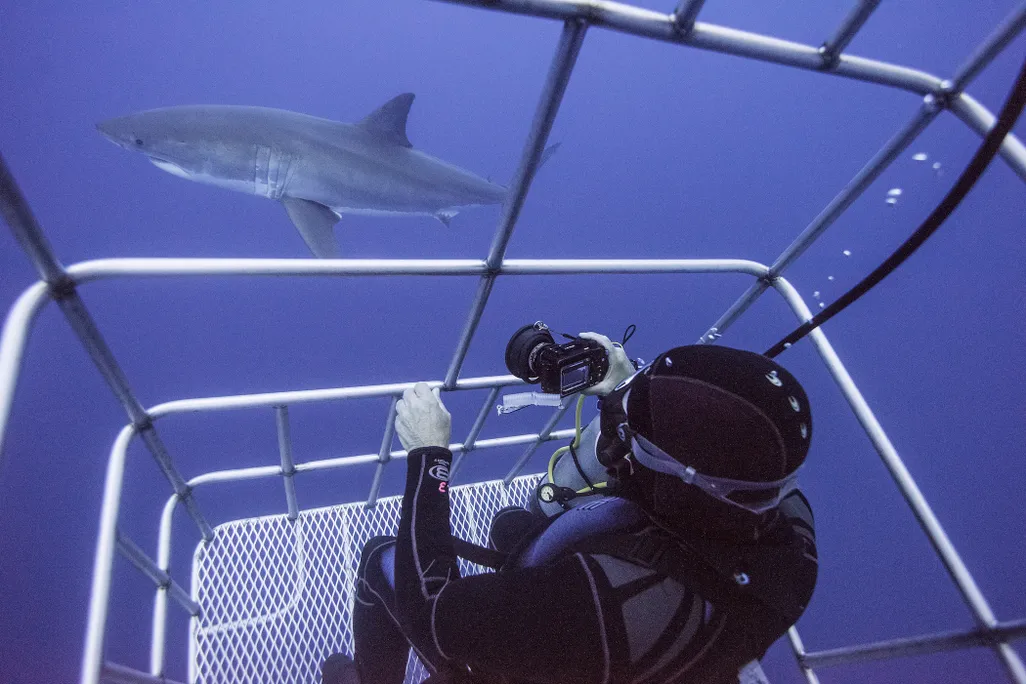 Diver in cage with shark swimming by