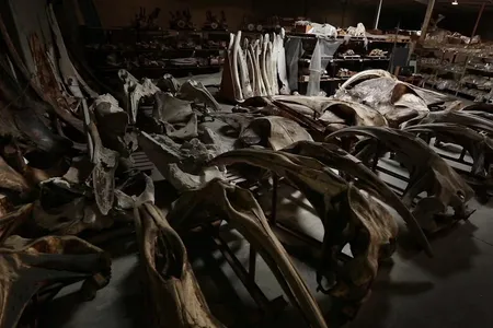 Screen shot from "The Whale Warehouse - AudioVision Ep. 1" via Vimeo