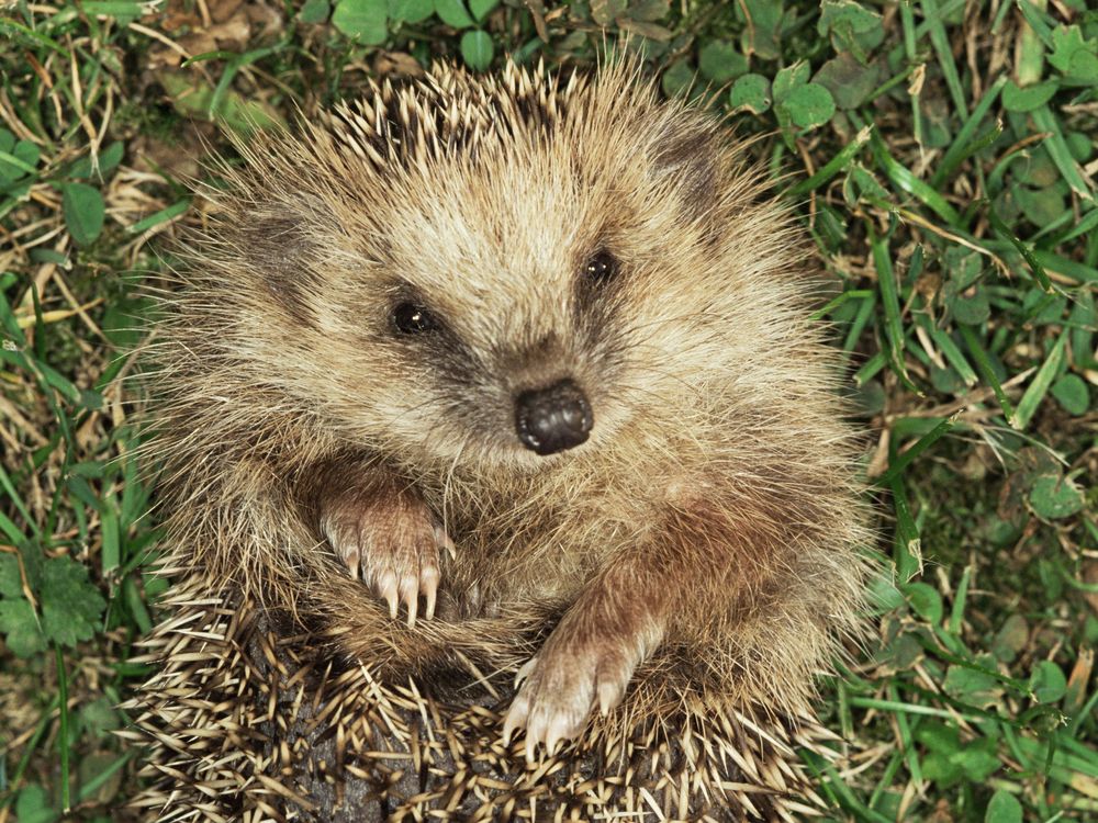 Hedgehog