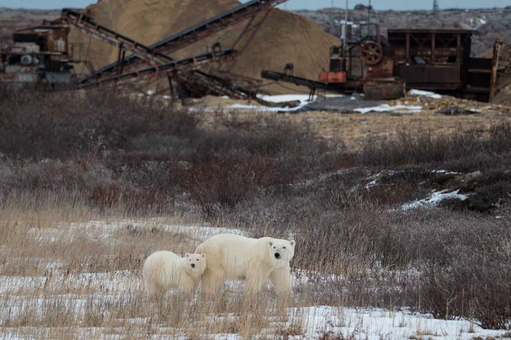 Polar bear and cub