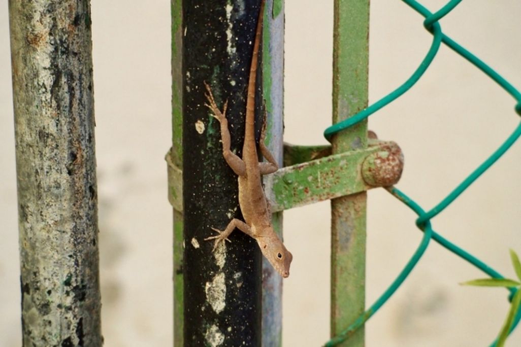 a lizard on a pole
