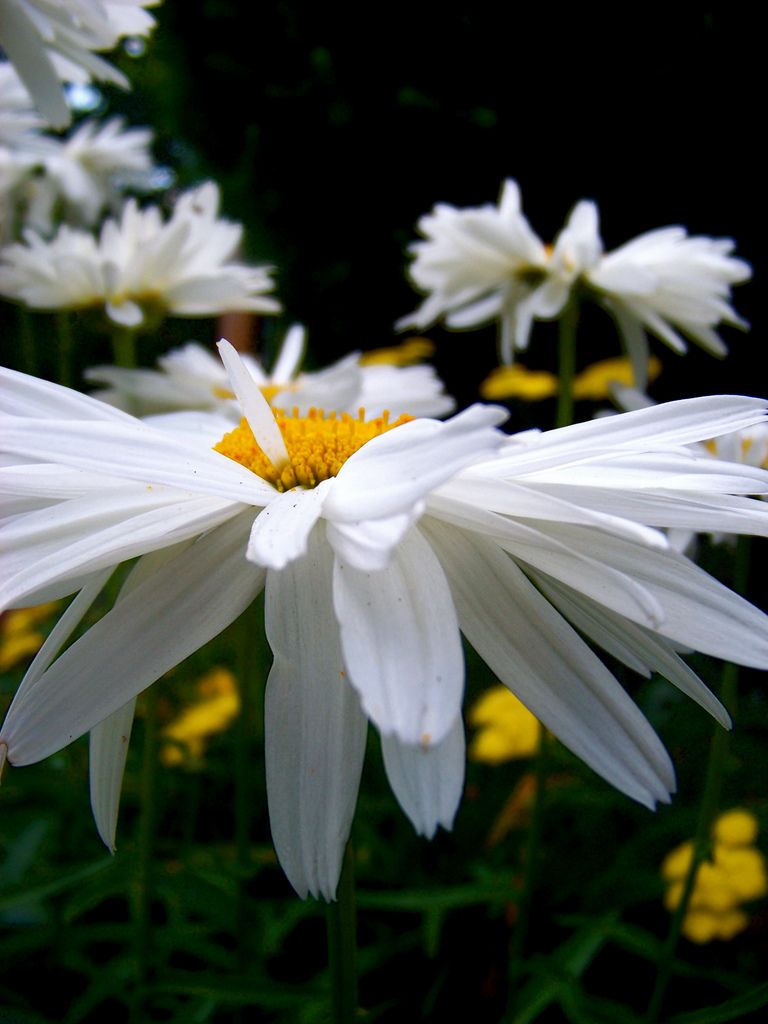 "The flower that follows the sun does so even in cloudy days." Robert