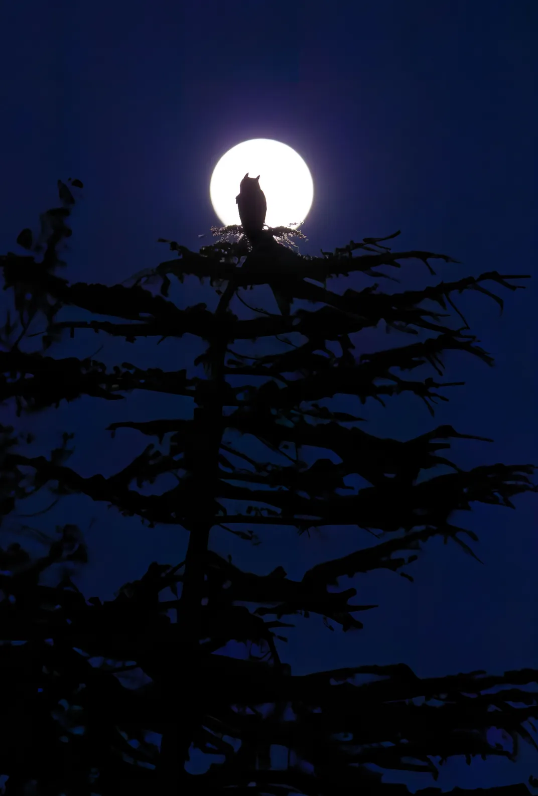 a full moon glows behind the silhouette of an owl at the top of a tree