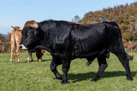 A bull walks in front of a cow. If they mate, the bull&rsquo;s sperm will likely cluster together as they swim through the female&rsquo;s reproductive organs.