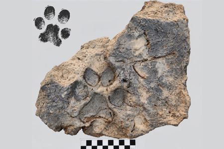 The paw print was found in the rubble of a Bronze Age home in&nbsp;Tavşanlı H&ouml;y&uuml;k.