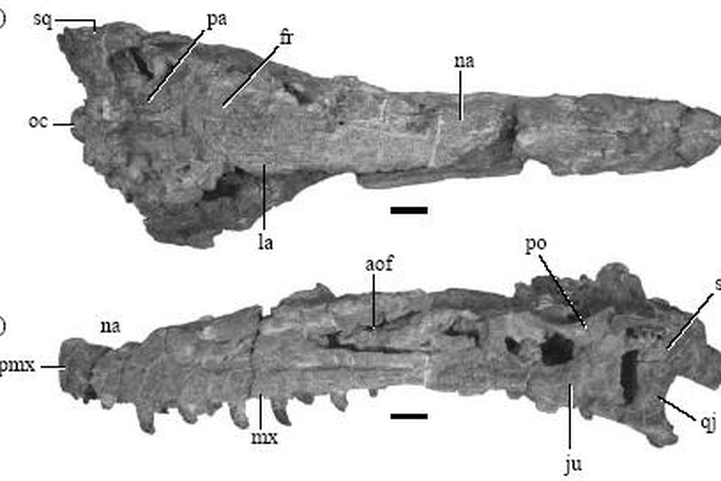 20110520083128new-tyrannosaur-proceedings.jpg