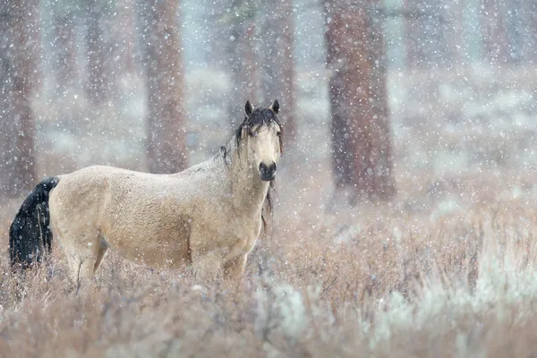 A mustang in its natural environment. thumbnail