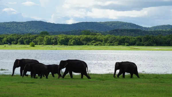 Elephant herd thumbnail