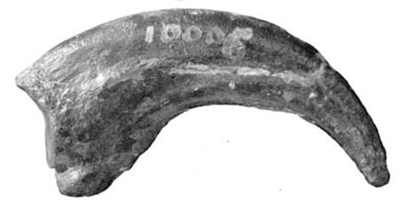 The formidable hand claw of Dryptosaurus