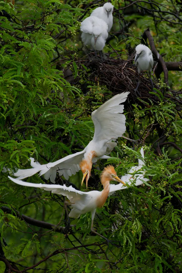 Nesting Drama thumbnail