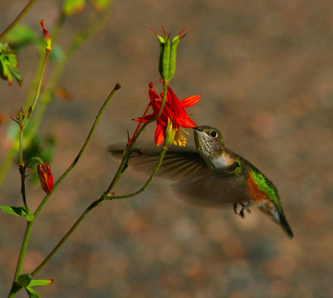 Rufous hummingbird feeding on a columbine flower Smithsonian Photo