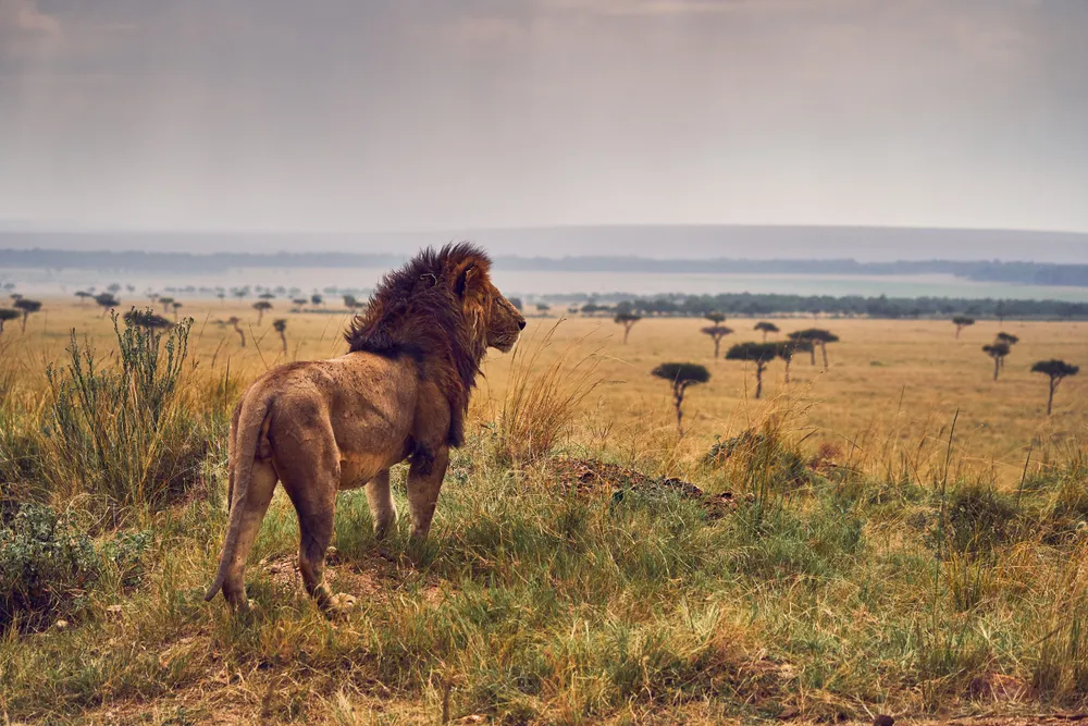 A lion surveys
