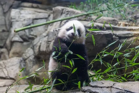 January was a month full of firsts for giant panda cub Xiao Qi Ji. The growing bear played with enrichment toys, took his first bites of sweet potato and bamboo, and had his first encounter with snow!