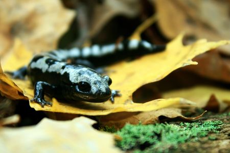 The marbled salamander is increasing its distribution and range in response to warming winter temperatures.