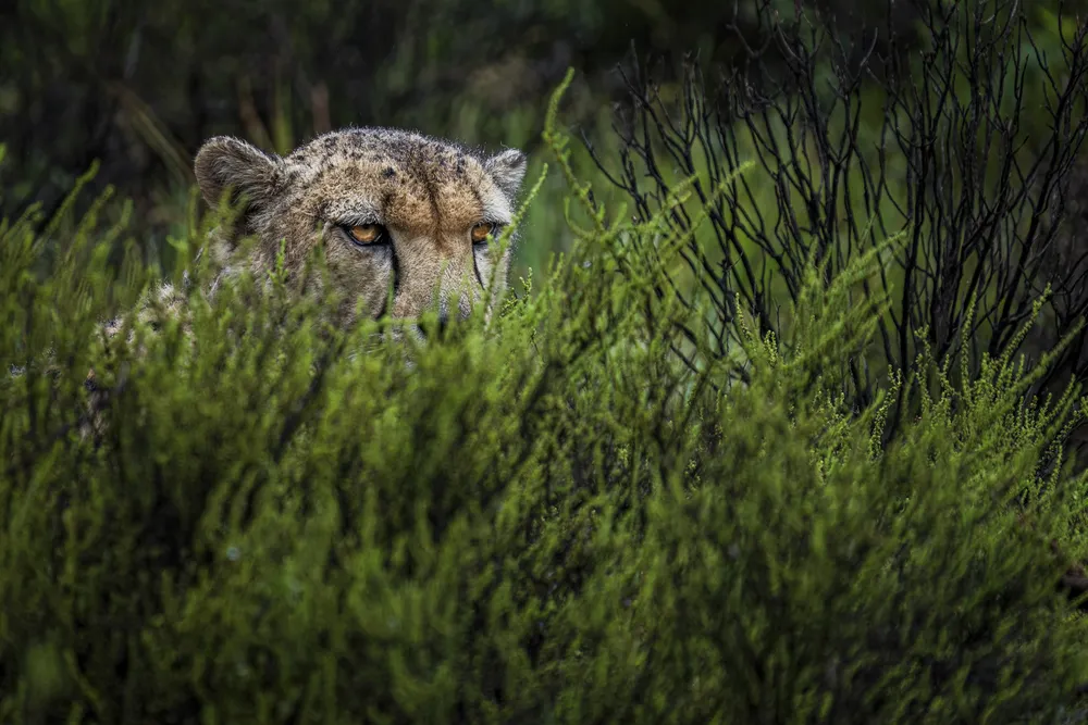 A cheetah stares intensely at another cheetah being released nearby on a misty morning in Mount Camdeboo Reserve, South Africa.