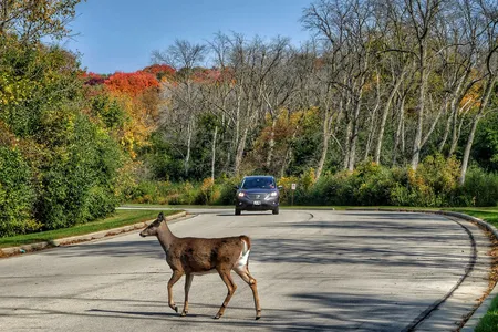 Each year, nearly 20,000 Wisconsin residents collide with deer each year, which leads to about 477 injuries and eight deaths annually.