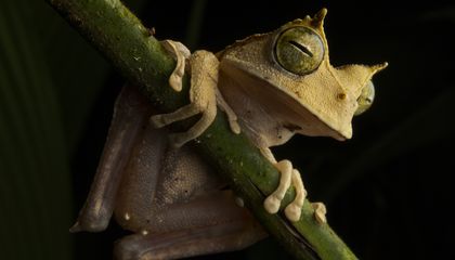 The Surprise Reappearance of a Rare Frog Has Scientists Leaping to Protect Its Habitat