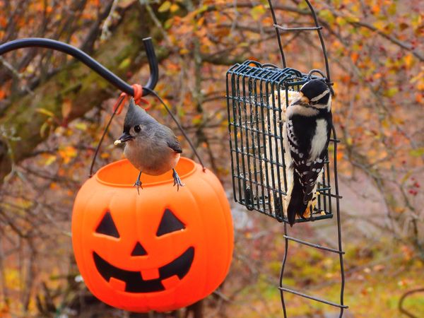 Tufted Titmouse and  Downy Woodpecker thumbnail