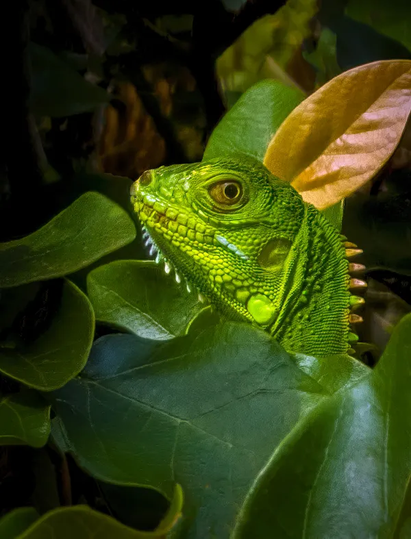 Green Iguana thumbnail