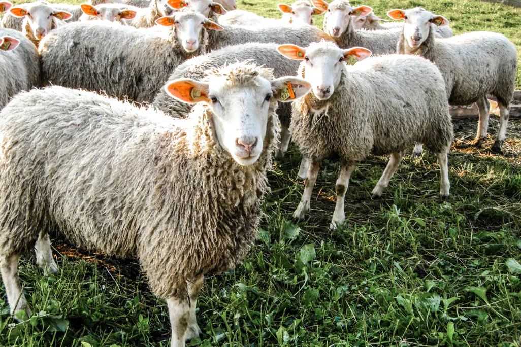 sheep