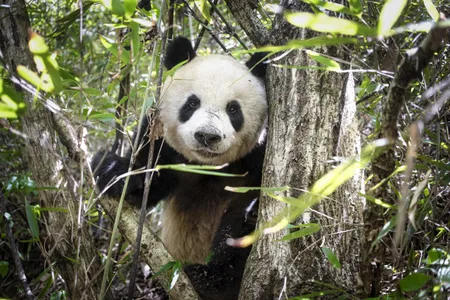 A giant panda peers through the trees and gazes at the photographer at a nature reserve in China&rsquo;s Qinling mountain range.