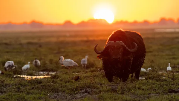 Sunset on the Chobe thumbnail