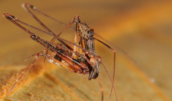 Researchers at the Smithsonian's National Museum of Natural History traveled the world and made many new discoveries this year—including 18 new species of pelican spiders. (Nikolai Scharff)