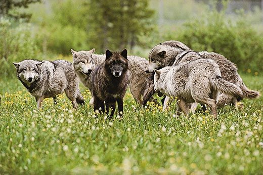 Wolves come in gray, white and, in North America, black