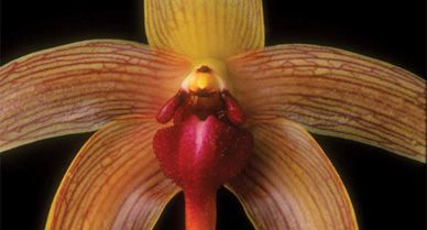 Pretty? Yes. But it isn't Bulbophyllum echinolabium's bright colors that attract pollinating flies&mdash;it's the putrid stench. Sniff out a few hundred live orchids at the Museum of Natural History starting January 27.