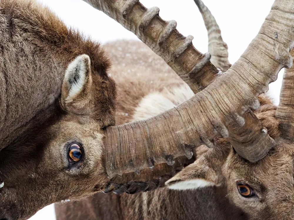 two ibex butt heads in a close-up shot