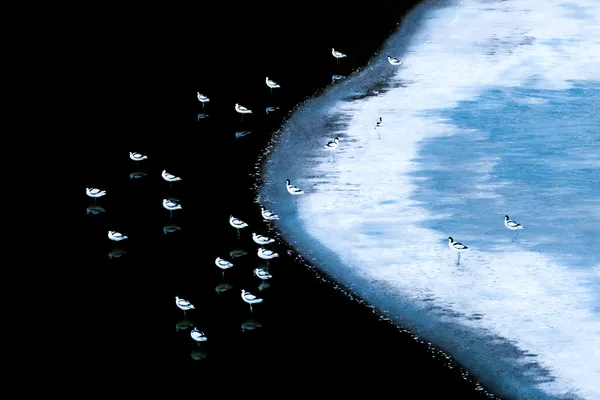 Bird Shadows over Desert Lakes thumbnail