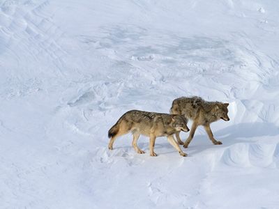 Two of the last remaining wolves on Isle Royale