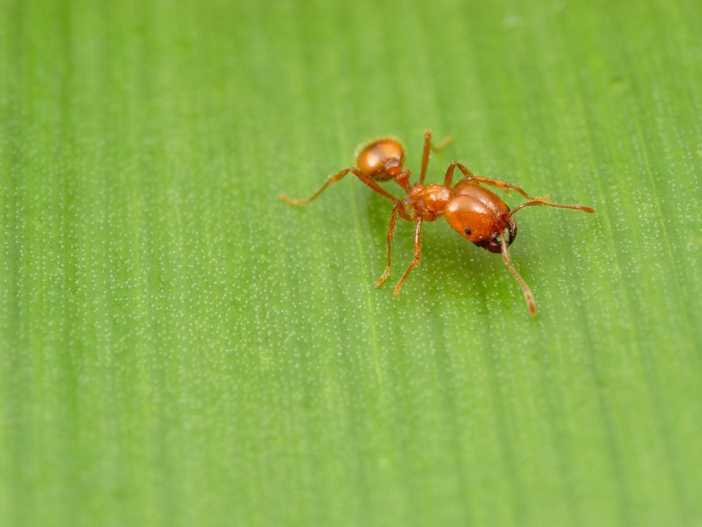 Fire Ant