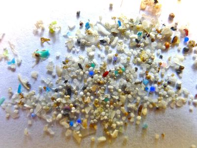 Nine out of 10 common types of microplastics were found in the participants' stool samples