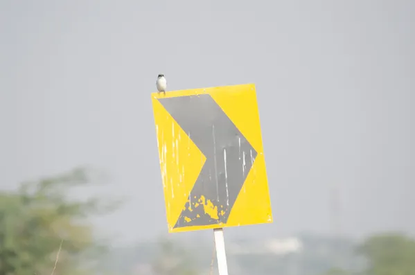 Signal and shrike thumbnail