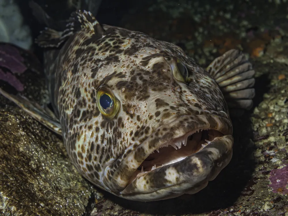 A pacific lingcod underwater, a long brown speckled fish with a wide mouth