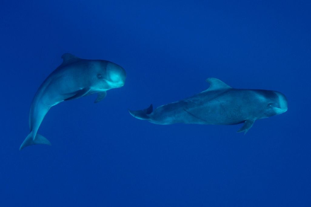 Sperm Whales