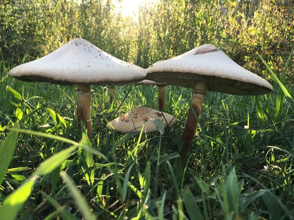 Mushrooms while walking through a country field  thumbnail