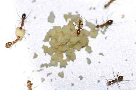 Yellow crazy ants (Anoplolepis gracilipes)