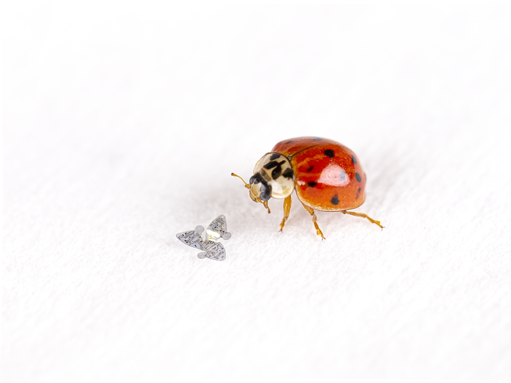 A tiny microchip with wings sitting next to a ladybug for scale