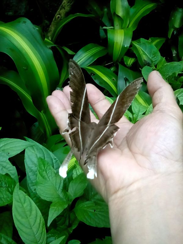 A mocha Giant Mountain Swallowtail butterfly was returned to the wild by me thumbnail
