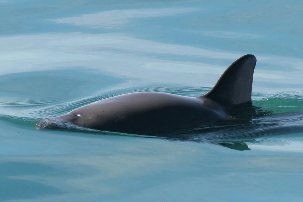 Vaquita