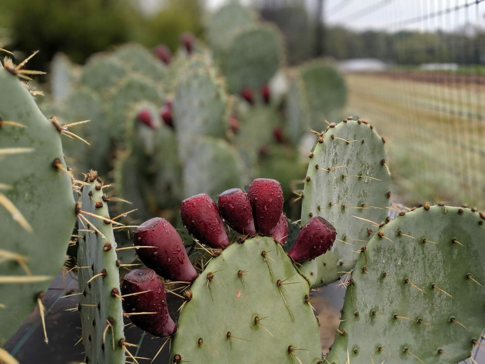 prickly pear fruit.jpeg