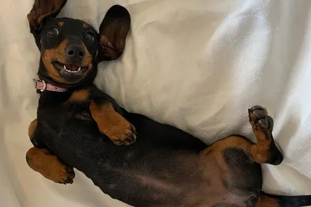 Before she went missing on Kangaroo Island, Valerie slept in bed with her human parents and enjoyed spending time indoors.